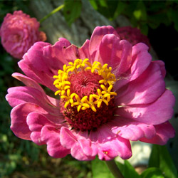 Verbena